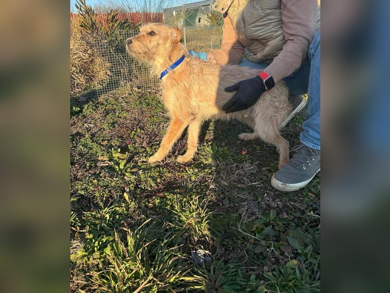 Berci, 1 Jahr, 35cm, wartet auf sein Glück