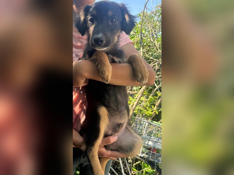 Bruno, geboren 03.2025, 36cm sucht seine Chance