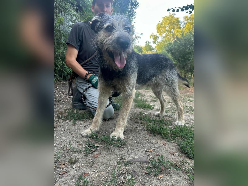 Ralf, geboren 01.08.2024, 49cm sucht sein für immer Zuhause