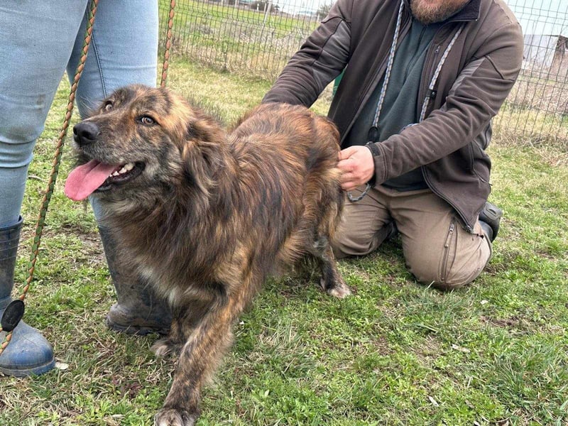 Calypso, geboren 01.07.2023, 53cm sucht sein Zuhause