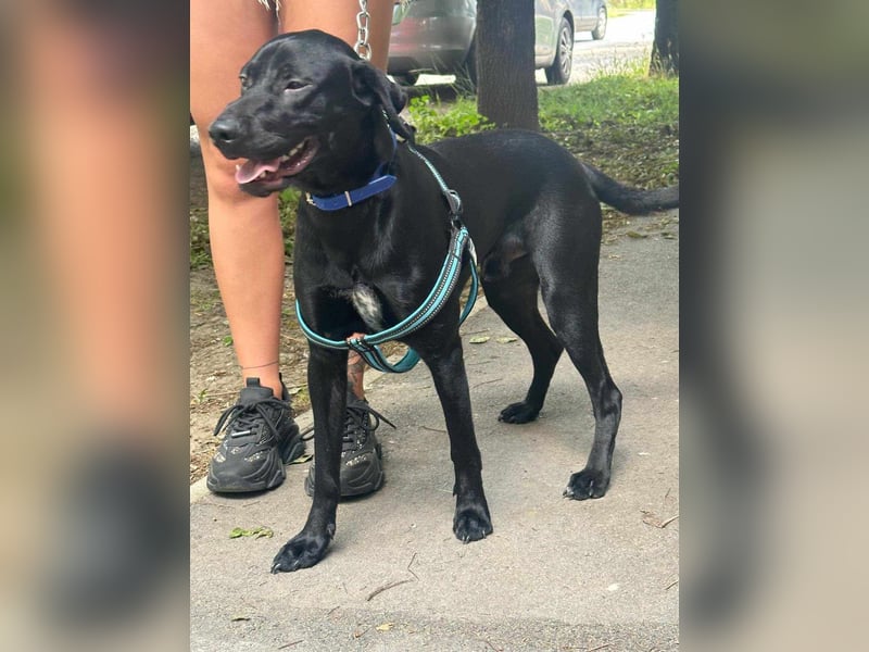 Bingo, geboren 06.06.2024, 53cm sucht sein Zuhause