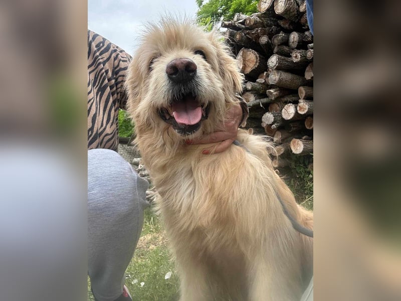 Buddy, geboren 01.04.2024, 50cm sucht seine Menschen