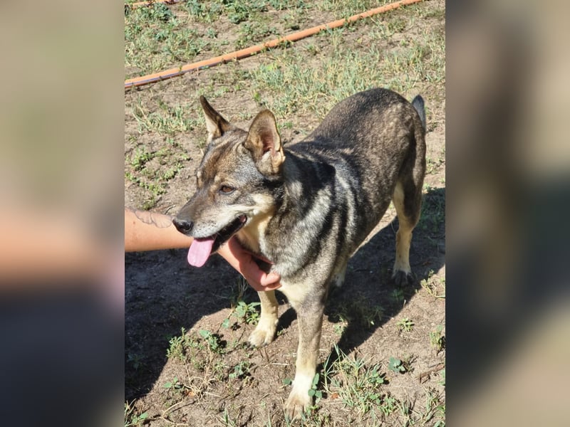 Lacika, 4 Jahre jung, 45 cm, sucht sein Zuhause
