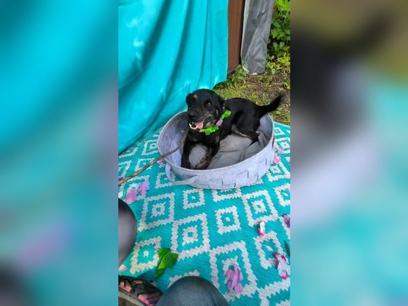 Austin, 1,5 Jahre sucht sein Körbchen