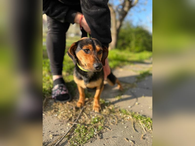 Amigo, geboren 08.04.2023, 35cm sucht sein Zuhause