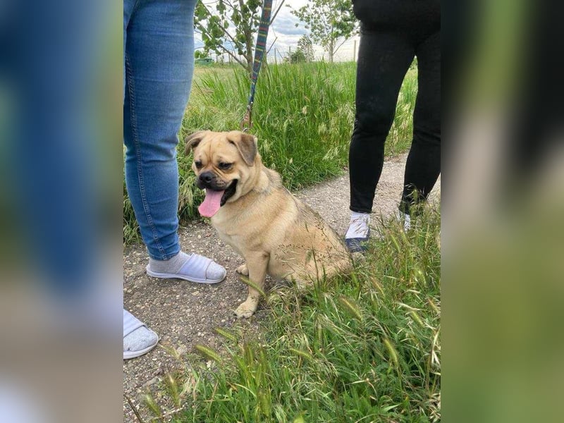 Jedi, geboren 01.01.2023, 45cm sucht sein Zuhause