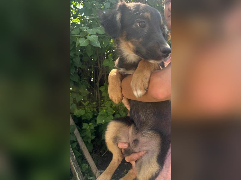 Bruno, geboren 03.2025, 36cm sucht seine Chance
