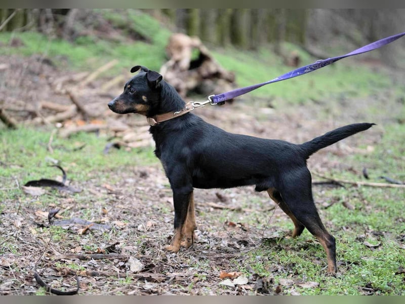 Lieber Lala, ca. 2 Jahre alt, 39 cm, wünscht sich eine Familie