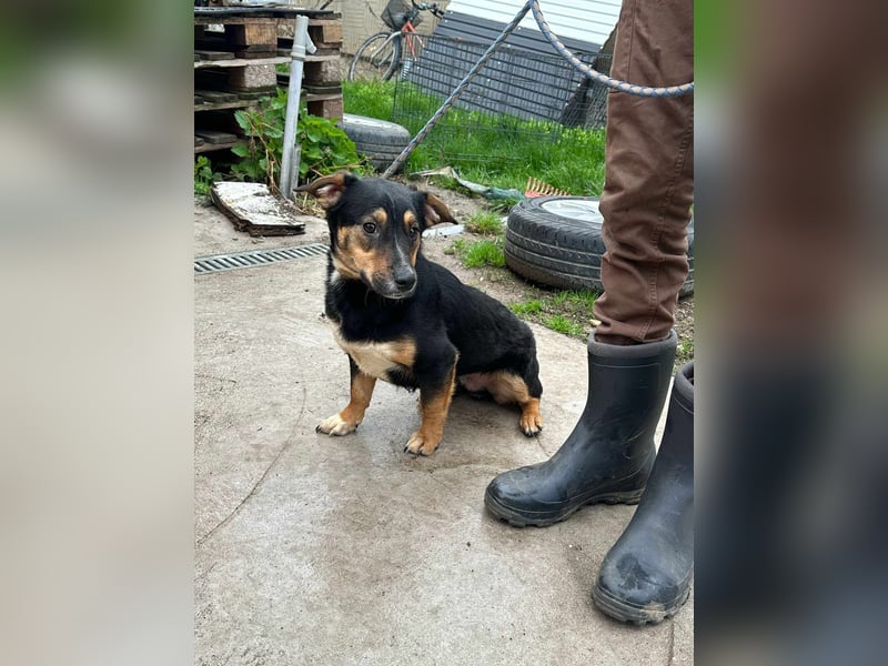 Dexter, geboren 01.08.2023, 34cm sucht sein Körbchen