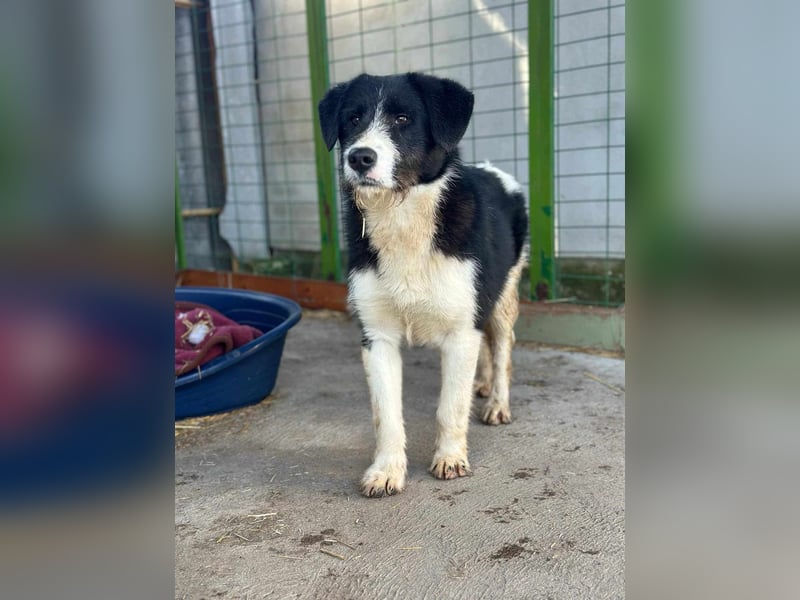 Brandy, 22.09.2024 geboren sucht sein Plätzchen