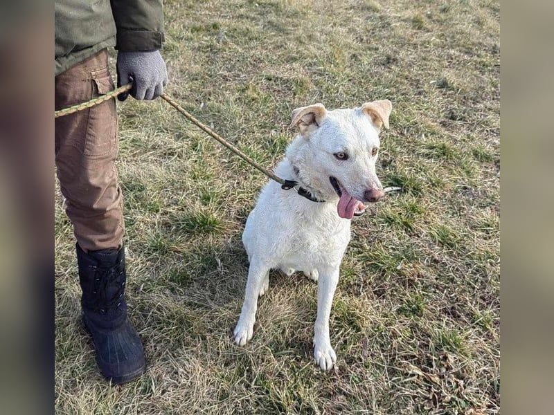 Mirko, geb. 15.10.2021, 61 cm, sucht seine Menschen