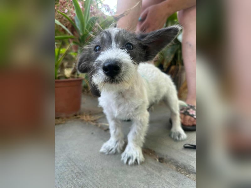 Lobo, geboren 30.03.2025, 23cm sucht seine Menschen