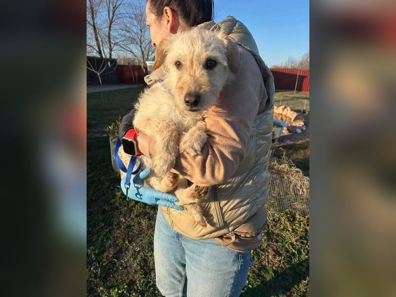 Fredi, 1 Jahr, 35cm sucht sein Körbchen