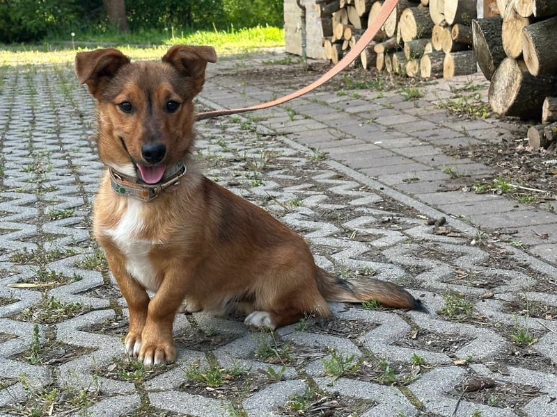 Tom, geboren 05.11.2024, 28cm sucht seine Menschen