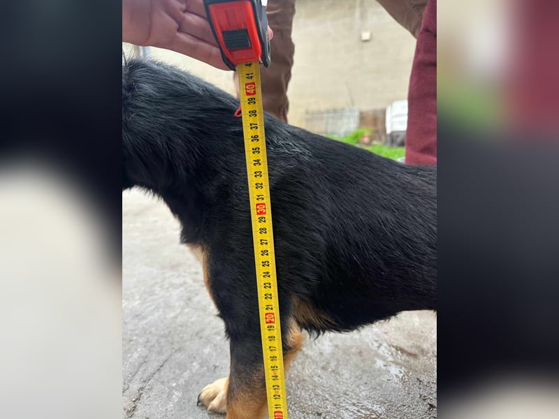 Dexter, geboren 01.08.2023, 34cm sucht sein Körbchen