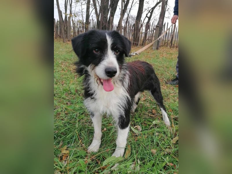 Cody, geb.06.02.2022, 47 cm, wünscht sich ein aktives Hundeleben