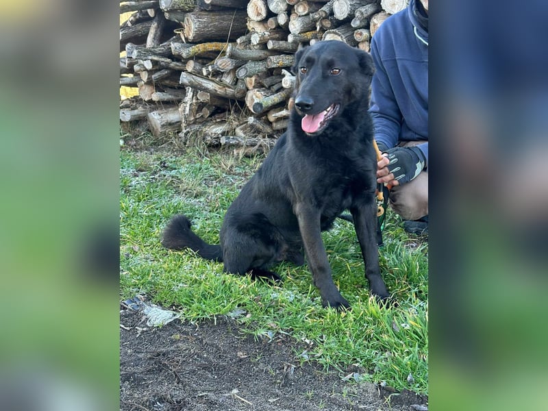 Axel, geb. 01.07.2023, 57cm, sucht seine Menschen