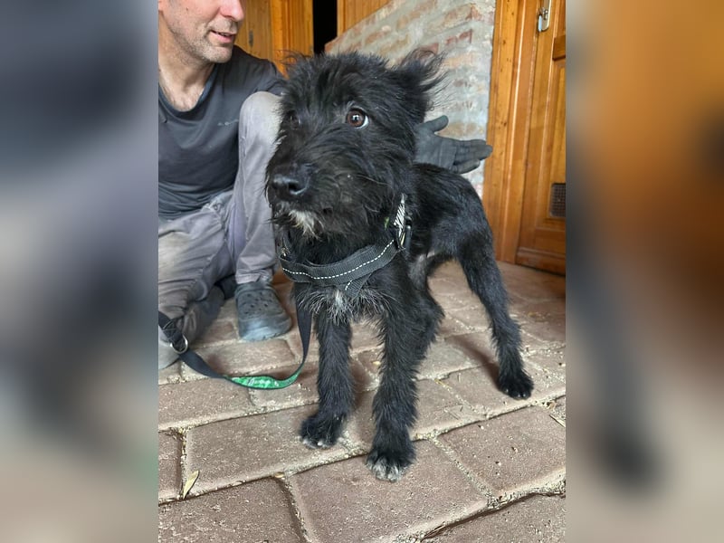 Athos, geboren 15.04.2025, 39cm sucht Geborgenheit