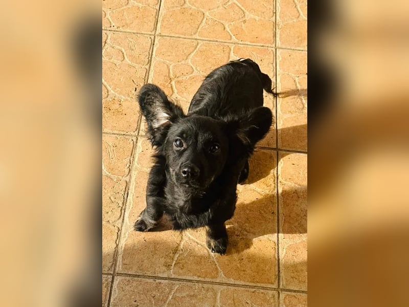 Joker, 9 Monate, 28cm sucht sein Glück
