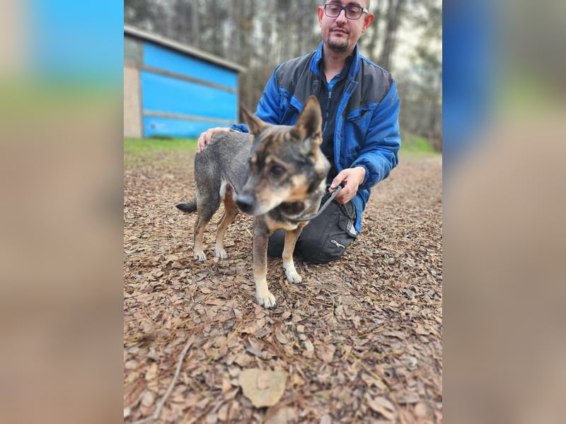 Lacika, 4 Jahre jung, 45 cm, sucht sein Zuhause