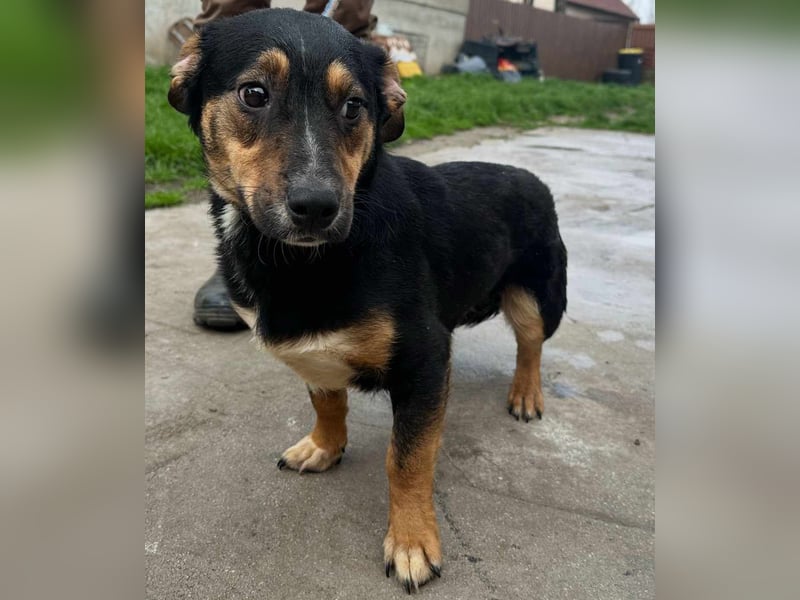 Dexter, geboren 01.08.2023, 34cm sucht sein Körbchen