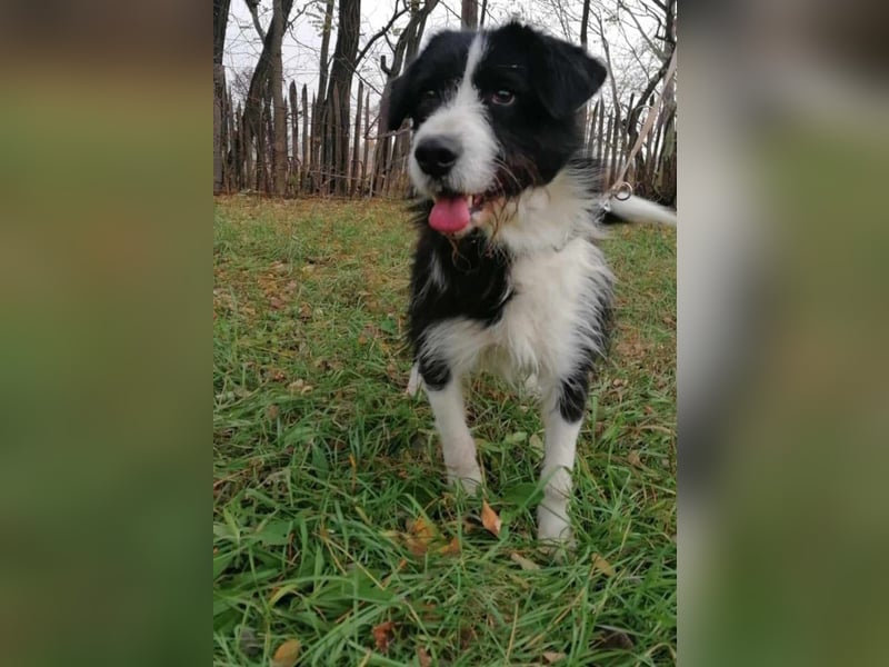 Cody, geb.06.02.2022, 47 cm, wünscht sich ein aktives Hundeleben