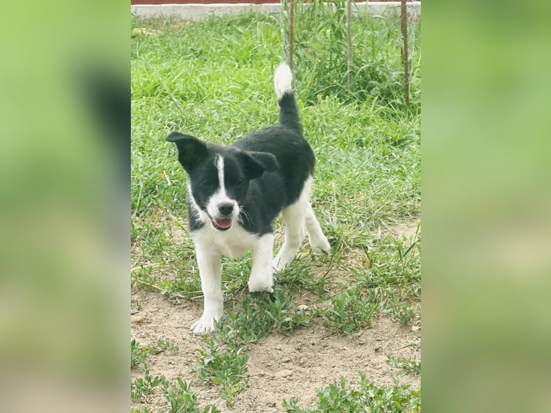 Bolyhos, 3 Monate, 18cm sucht sein Zuhause