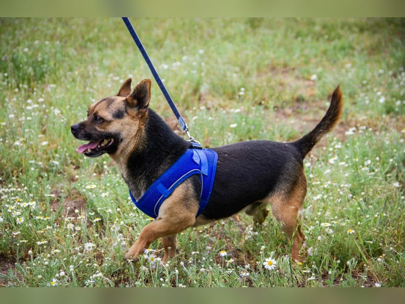 Picur, 5 Jahre, 30cm sucht sein Zuhause