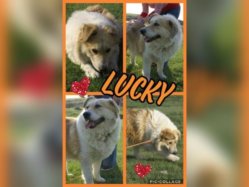 Lucky