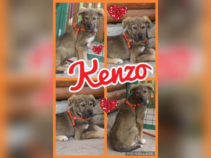 Toller Kenzo sucht DIch!
