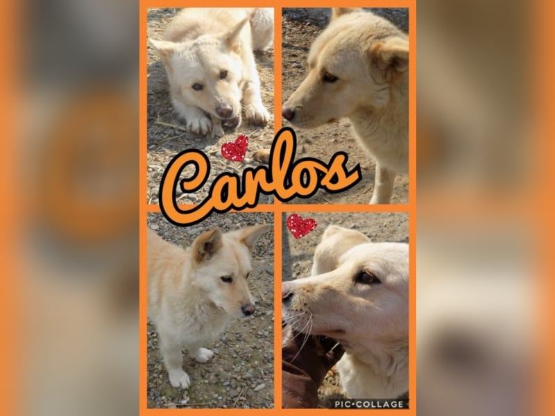 Notfellchen Carlos wartet auf große Chance!