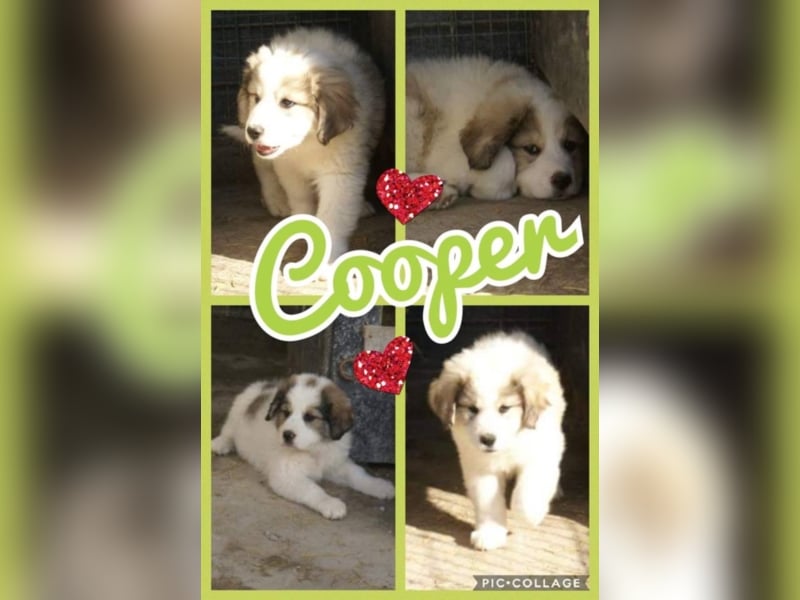 Süßer Cooper sucht neues Körbchen!
