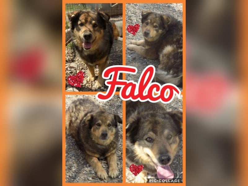 Senior Falco wartet aufs Ticket!