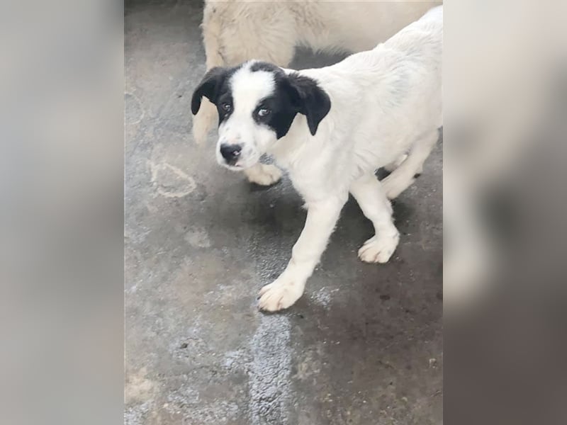 FELO, süsser Knopf. Der ideale Familienhund
