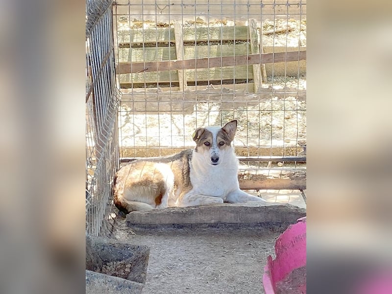 ANIKO, armer Tropf. Sucht dringend ein Zuhause