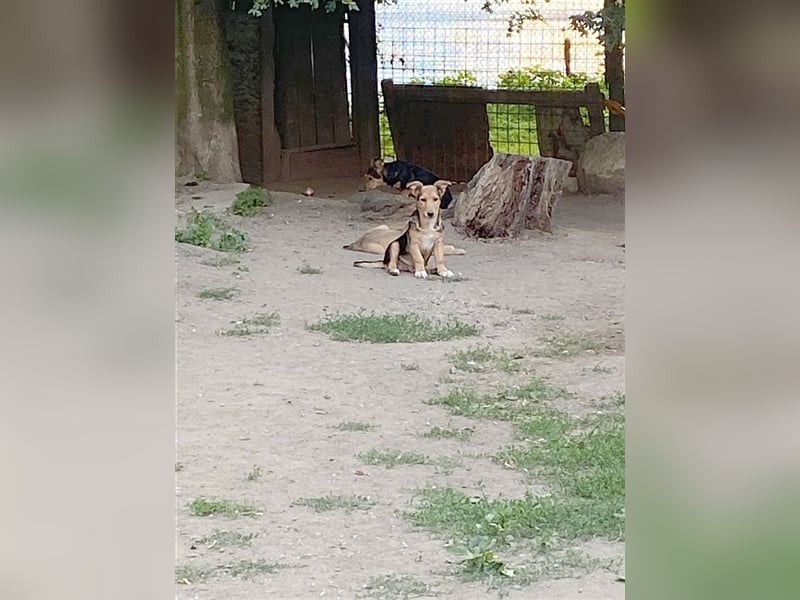 BOBO, zuckersüsser, kleiner Fratz. Der ideale Familienhund