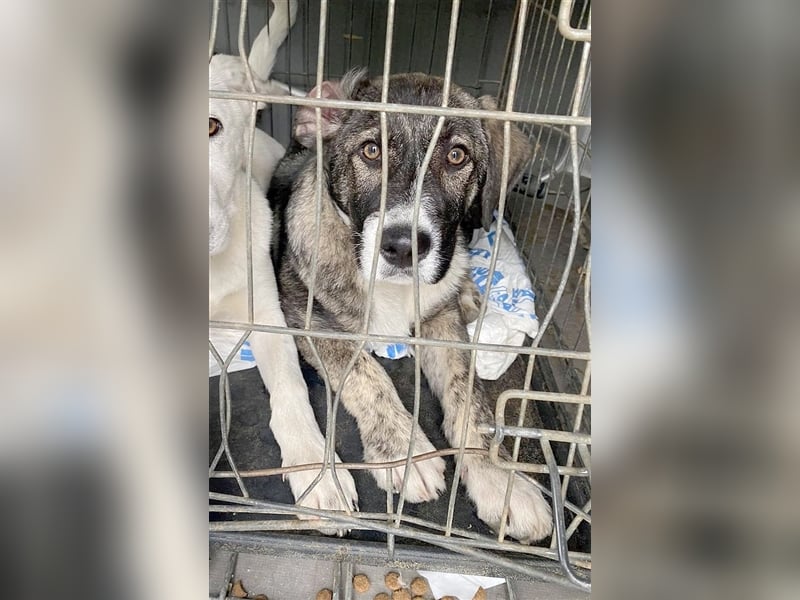 DANIO, zuckersüsser, kleiner Fratz. Der ideale Familienhund