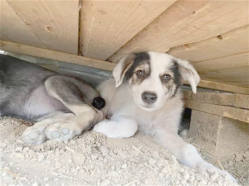 ZIPPO, bildhübscher Fratz. Der ideale Familienhund