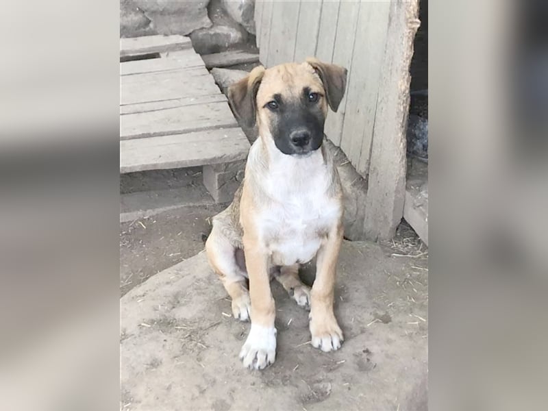 CHACO, zuckersüsser Fratz. Der ideale Familienhund