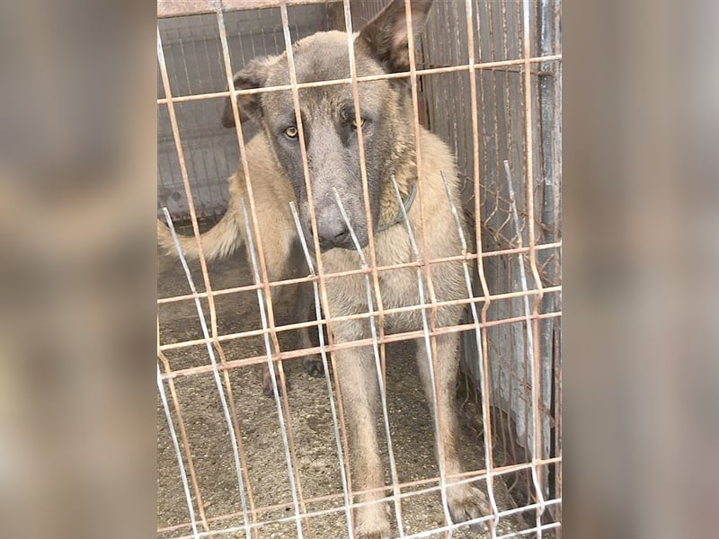 ZEUS, NOTFALL. Sucht dringend ein Zuhause