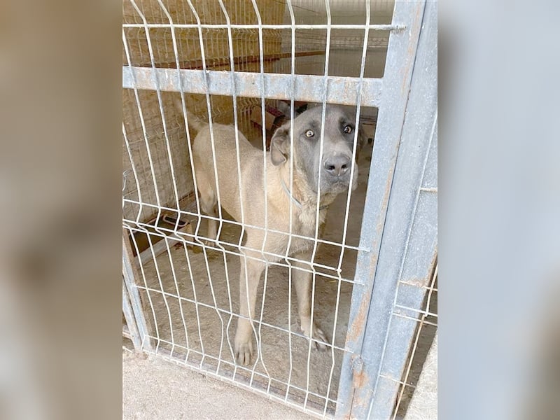 ZEUS, NOTFALL. Sucht dringend ein Zuhause