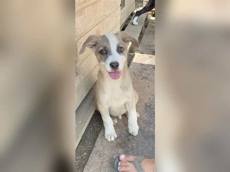 NILANO, zuckersüsser Fratz. Der ideale Familienhund