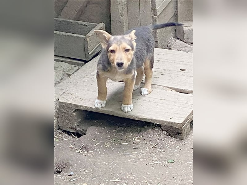 BOBO, zuckersüsser, kleiner Fratz. Der ideale Familienhund