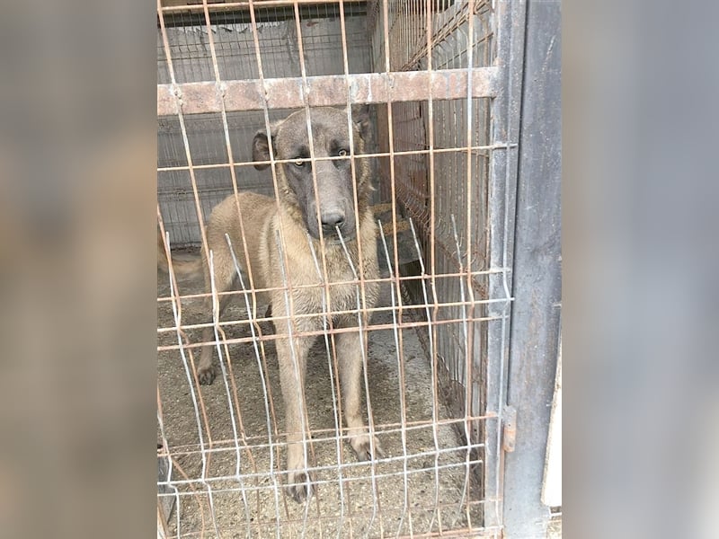 ZEUS, NOTFALL. Sucht dringend ein Zuhause