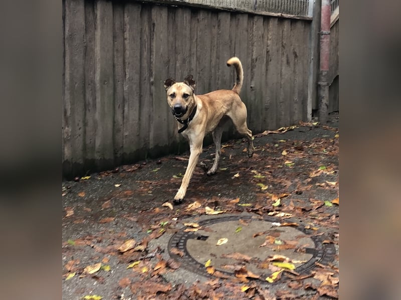 Sportlicher SAM