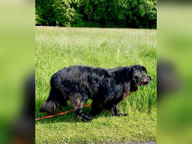 Neufundländer/Landseer/Bernhardiner mix.Welpen