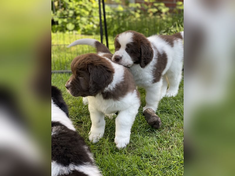 Neufundländer/Landseer/Bernhardiner mix.Welpen