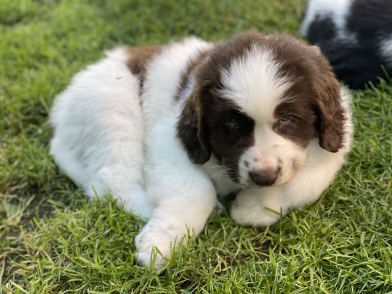 Neufundländer/Landseer/Bernhardiner mix.Welpen