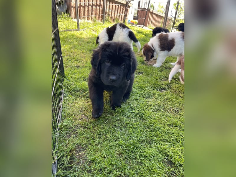 Neufundländer/Landseer/Bernhardiner mix.Welpen
