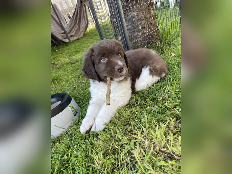 Neufundländer/Landseer/Bernhardiner mix.Welpen